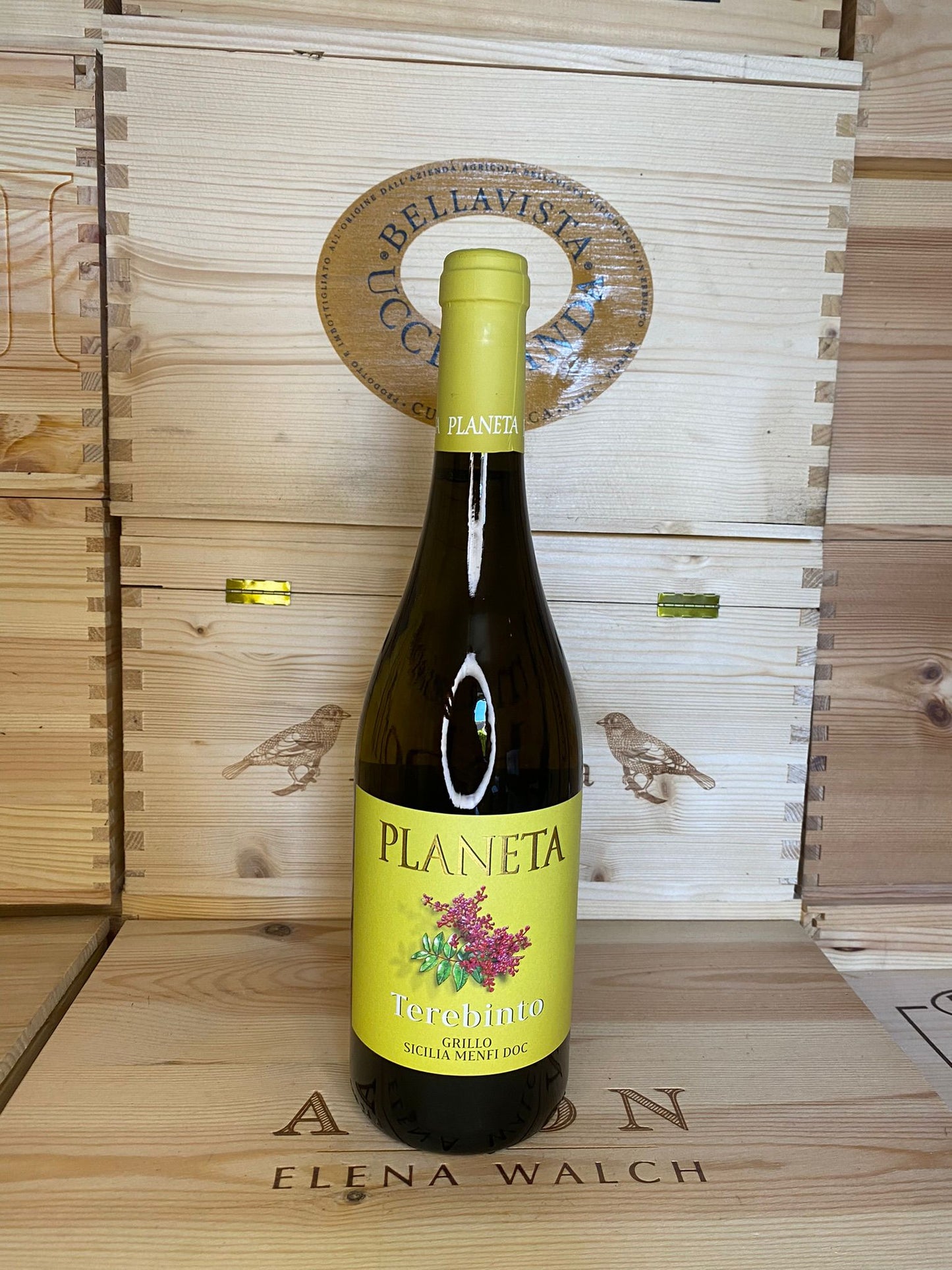 Terebinto grillo planeta